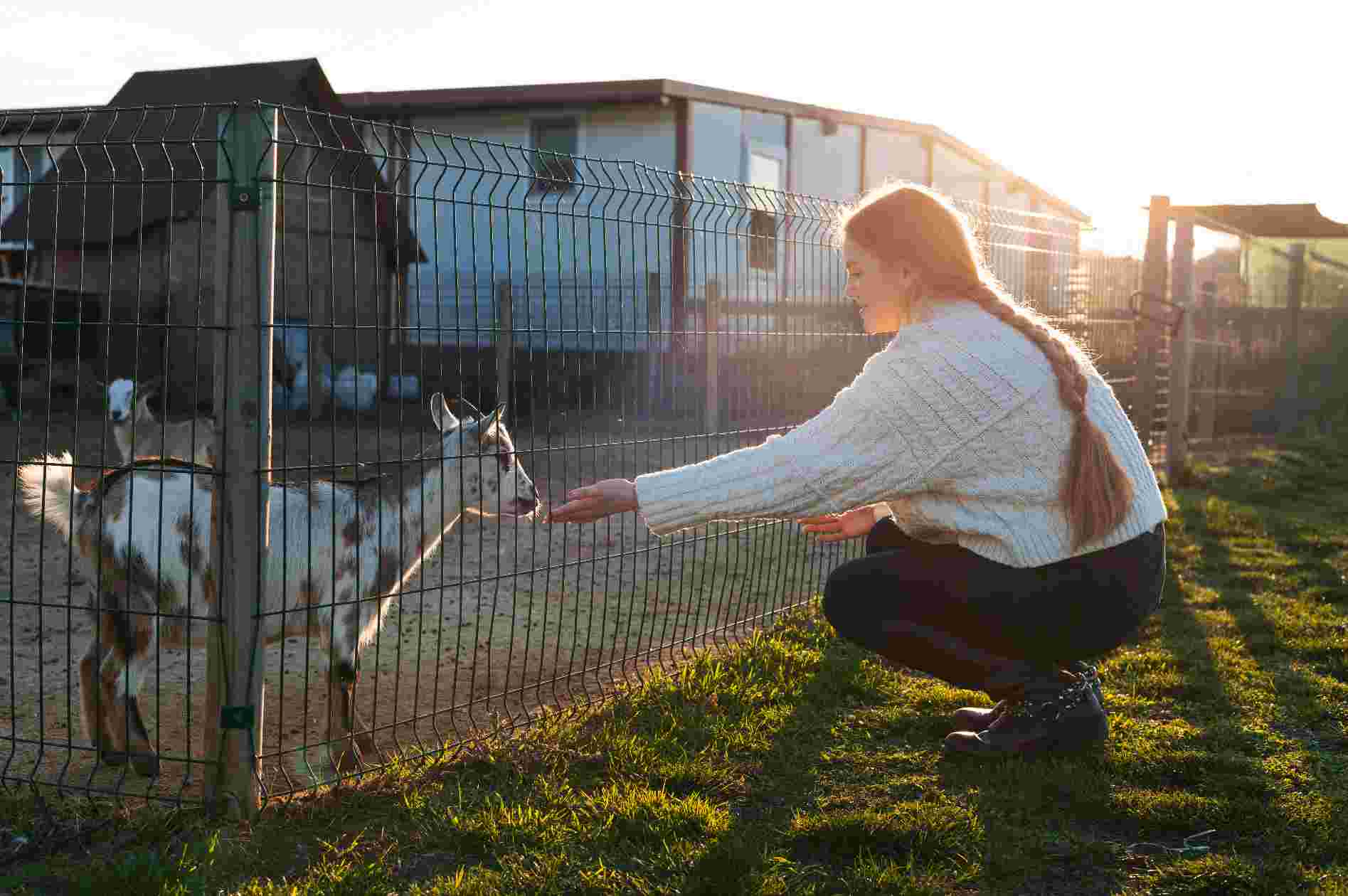 A person crouches down to feed a goat through a livestock pen fence during golden hour on a farm.